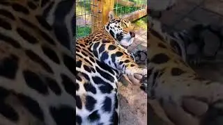 Jaguar Loves Belly Rubs! SO CUTE