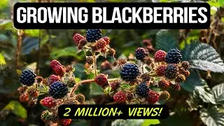 Growing Blackberries in Containers: The Complete Guide