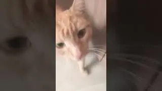 кицкиц киса моя мурмурка
