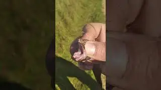 Пришол, ловить, рыбу, поимал, гадину,