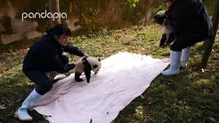 Nanny Mei preparing a panda sleepover