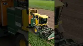 Basil Harvest #agriculture #shorts #harvest #farming #subscribe #trending #tractor #oxbo #basil