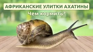 Африканские улитки Ахатины чем кормить?