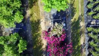 TreeFarmJuly2017Take1