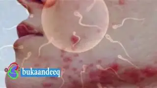 qeybtii 2aad cudurada la daweeyo ee uurka daahiya ama lagu waayo