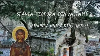 COPACII SFINTEI TEODORA - CEA MAI MARE MINUNE ȘI UNICĂ A ZILELOR NOASTRE!!!