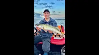 Судак на джиг. Матырское водохранилище. Липецк.