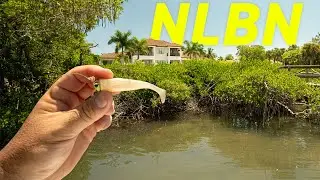 NLBN 3