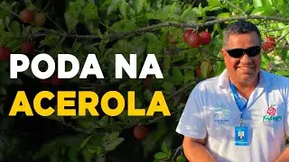 DICAS PARA FAZER A PODA DO PÉ DE ACEROLA