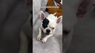 💵🐾