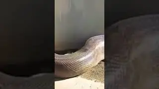 Огромный змея под сонца одихает до канца сматрет
