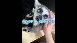 #кошачийлемур