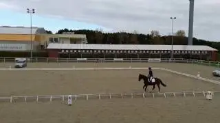 Eliot - Drzonków, 29.10.2016 - dressage test L-1 - 1st place 🏆