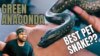 Want a Green Anaconda? Watch this First!