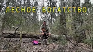 Лесное богатство.
