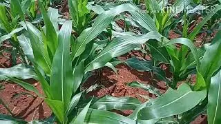 3 Hari setelah Pupuk Semprot.  Jagung NK Sumo Usia 33 HST Pemupukan Ke2.