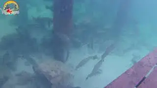 Keramba ikan kakap putih / barramundi