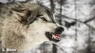 ТОП 10 ОПАСНЫХ ДЛЯ ЖИЗНИ ЖИВОТНЫХ В РОССИИ, с которыми ЛУЧШЕ НЕ СТАЛКИВАТЬСЯ.