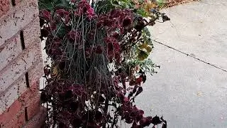 Plants I will keep and Not keep