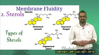 Lecture-10 P(3)| Membrane Sterols | Structures & Function | Types | Asymmetry in  membrane | Steroid