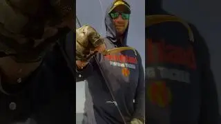 SMELTINATOR — Gussy's Classic Winning Jig! (Available Now)