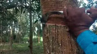 Every rubber tree has a history