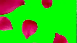 Green Background Video Rose