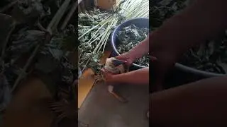 Katutubo may dala dalang ibon
