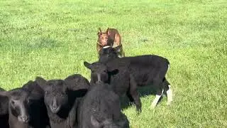 Ginger’s 1st Time with New Sheep