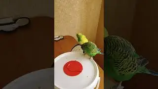 Милка Лунтик видео обзор