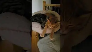 Sleepy Buddies