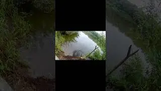 Буйный ЛЕЩ сопротивлялся до последнего, но не помогло. Ловля ЛЕЩА на удочку на Оке. #рыбалка