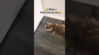 When I don't pet my cat🤣#funny #cat