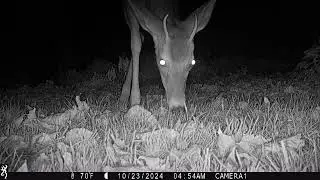 baby buck