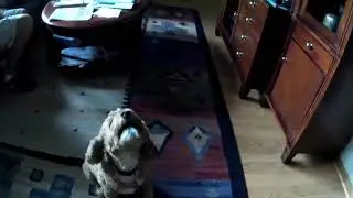 Lucky sings!