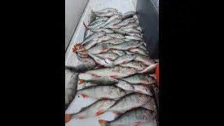 Чудское озеро   2018 окунь  на джиг клюет   каждый заброс