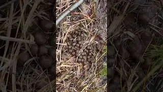 Какашки 😹лося