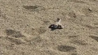 Charadrius alexandrinus - Kulík morský - Kentish plover