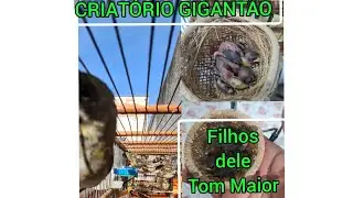 coleiro baiano Tom Maior