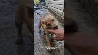 LIKE THE DOG🤩 