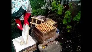 Второе расширение улья Варрэ по методу Лонина.