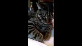 Kitty petting meow