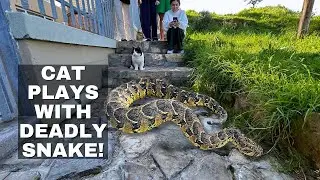 CAT PLAYS WITH DEADLY SNAKE!