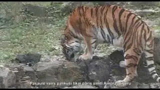 В Рижском зоопарке родились тигрята
