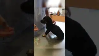 Frightened Puppy Gets Rescued 😨