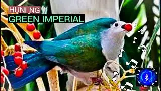 GREEN IMPERIAL PIGEON SOUND CALLS #philippinebirds  birds #huntsman_ph