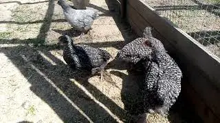 Куры породы Малины 