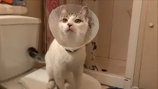Kodak Gets Neutered | Tuesday Vlog