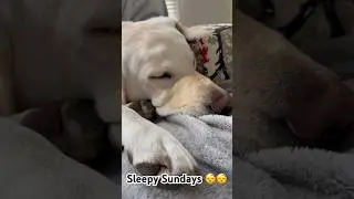 Labrador twitches during Sunday nappies #labrador #dog #puppy #cute #sunday # #funny