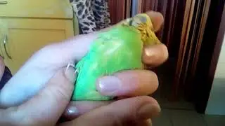 Макросъёмка - как проверить зоб волнистого попугайчика на примере волнистика среднего размера